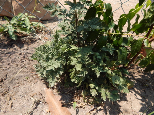 Feverfew (Tanacetum parthenium)