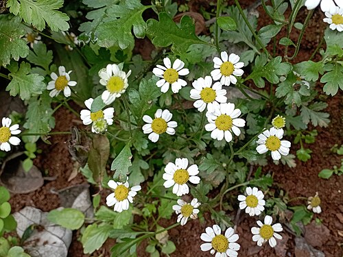 Feverfew: Tanacetum parthenium (Familia: Asteraceae). Nombres comunes en México: hierba de Santa María, altamisa, altemisa, artamisa.