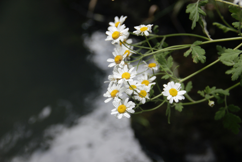 Feverfew (Tanacetum parthenium)