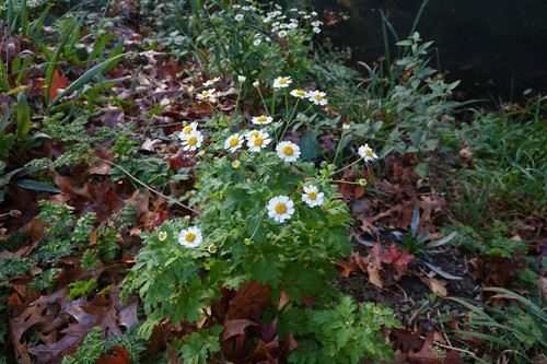 Feverfew (Tanacetum parthenium)