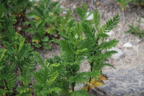 Common tansy (Tanacetum vulgare)