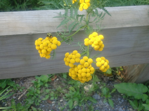 Common tansy (Tanacetum vulgare)