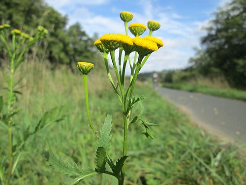 Common tansy: Rainfarn ( Tanacetum vulgare ) an der Saaraue Grosbliederstroff