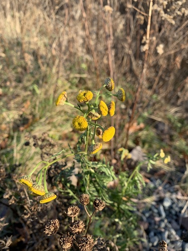 Common tansy (Tanacetum vulgare)
