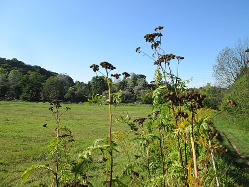 Common tansy: Rainfarn ( Tanacetum vulgare ) im oberen Almet bei Spicheren