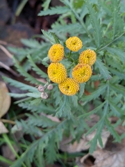 Common tansy (Tanacetum vulgare)