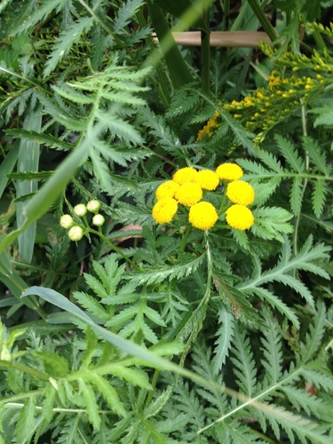 Common tansy (Tanacetum vulgare)