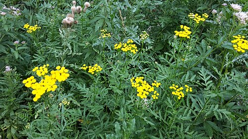 Common tansy: Tanacetum vulgare at Haltgraben