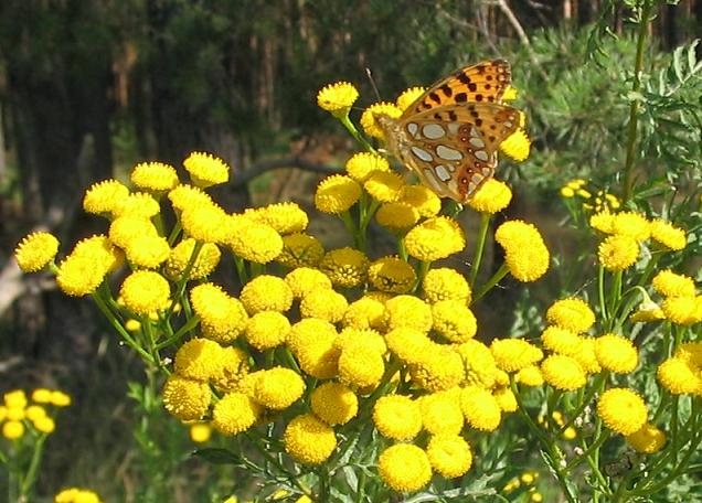 Common tansy: Tansy (( Tanacetum vulgare ) and Queen of Spain Fritillary ( Issoria lathonia ), Schönhagen, Naturpark Nuthe-Nieplitz , Brandenburg , August 2004
