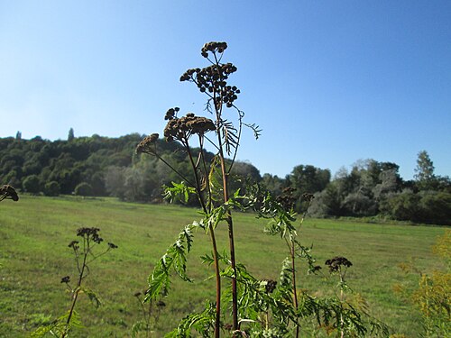 Common tansy: Rainfarn ( Tanacetum vulgare ) im oberen Almet bei Spicheren