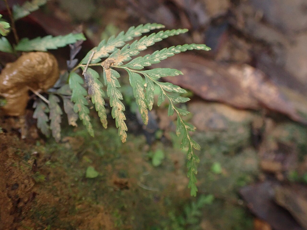 Tapeinidium biserratum: Tapeinidium biserratum in Taiwan