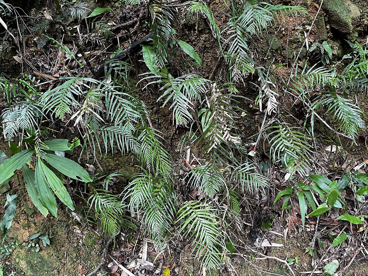 Tapeinidium pinnatum: Tapeinidium pinnatum in Taiwan