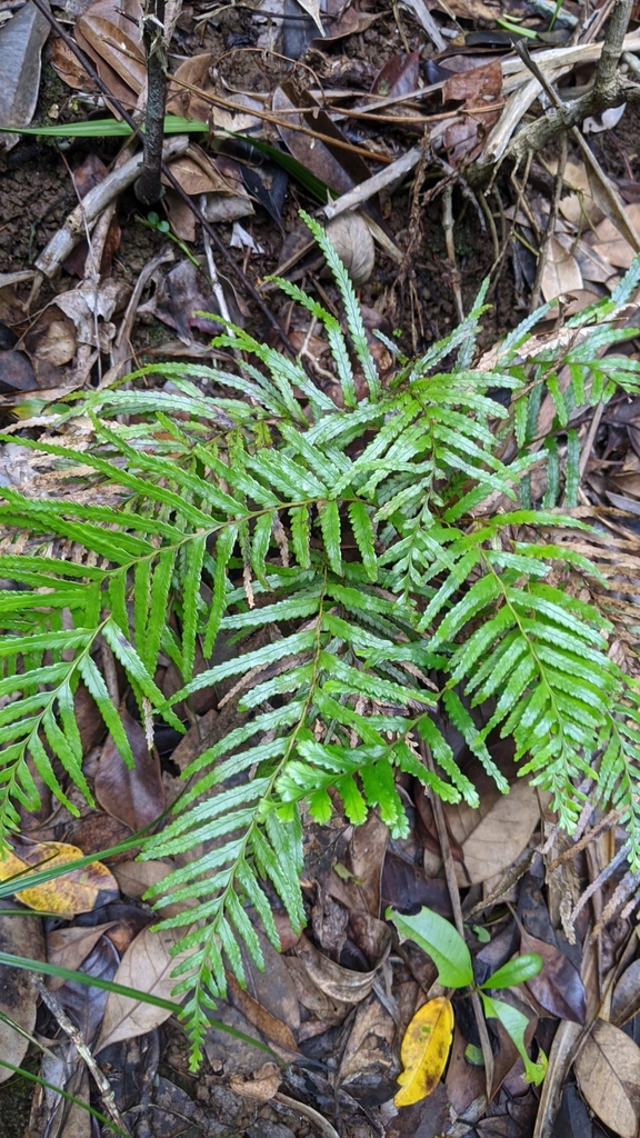 Tapeinidium pinnatum (Tapeinidium pinnatum)