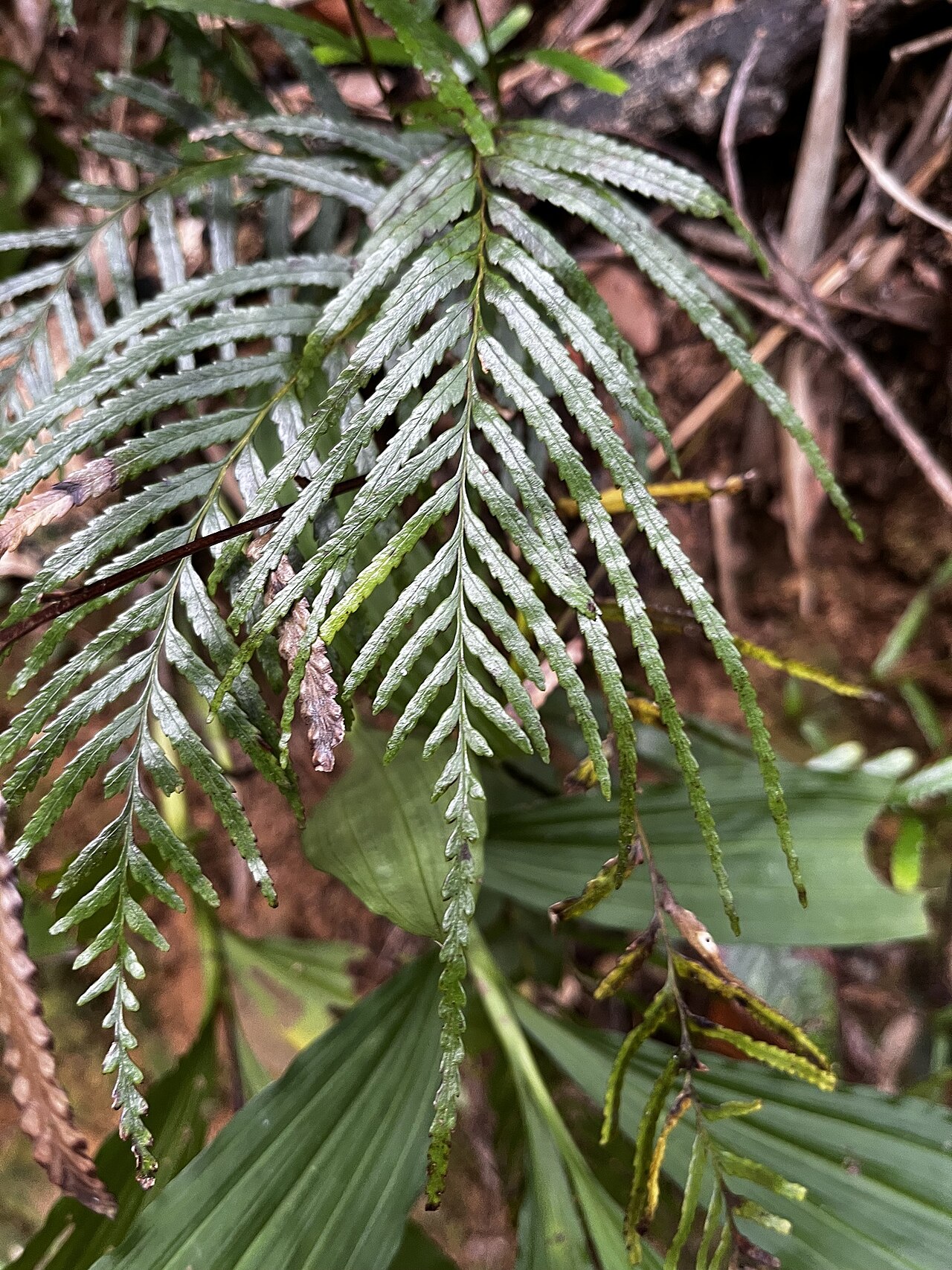 Tapeinidium pinnatum: Tapeinidium pinnatum in Taiwan
