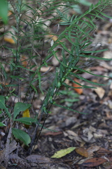 Tapeinidium pinnatum (Tapeinidium pinnatum)