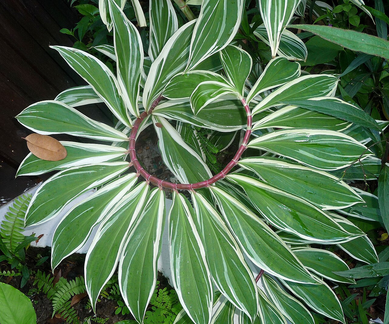 Tapeinochilos ananassae: Spiral Ginger. Tapeinochilos ananassae. Variegated form