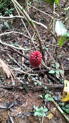 Tapeinochilos ananassae (Tapeinochilos ananassae)