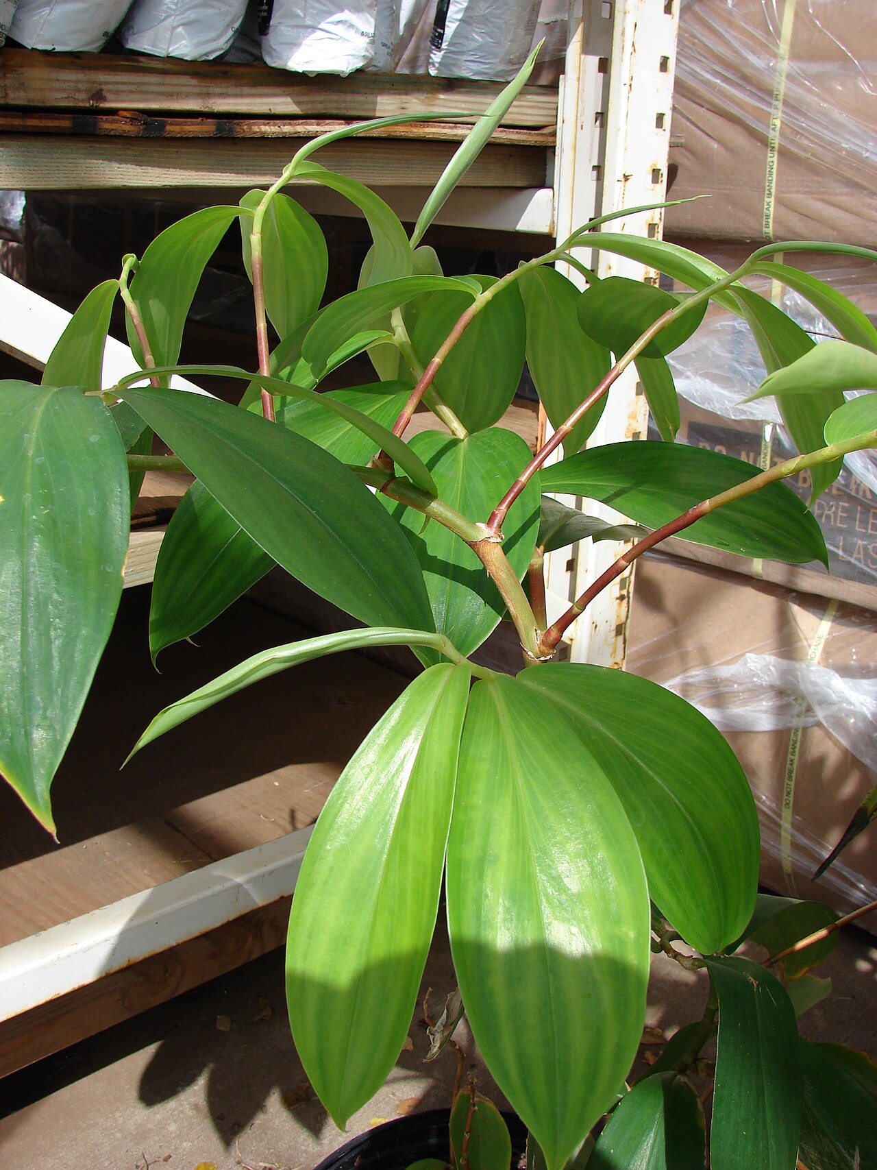 Tapeinochilos ananassae: Tapeinochilos ananassae (habit). Location: Maui, Home Depot Nursery Kahului