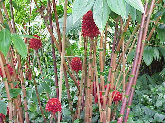 Tapeinochilos ananassae: Species : Tapeinochilos ananassae Family : Zingiberaceae Image No. 4