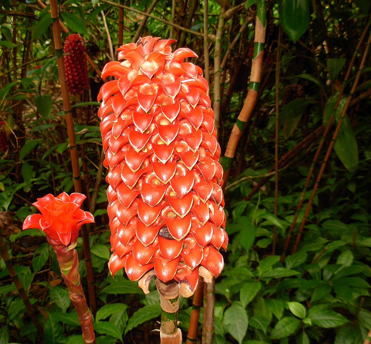 Tapeinochilos ananassae: Tapeinochilus ananassae Zingiberaceae Kingdom: Plantae Division: Magnoliophyta Class: Liliopsida Order: Zingiberales 1041308 476