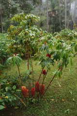 Tapeinochilos ananassae (Tapeinochilos ananassae)