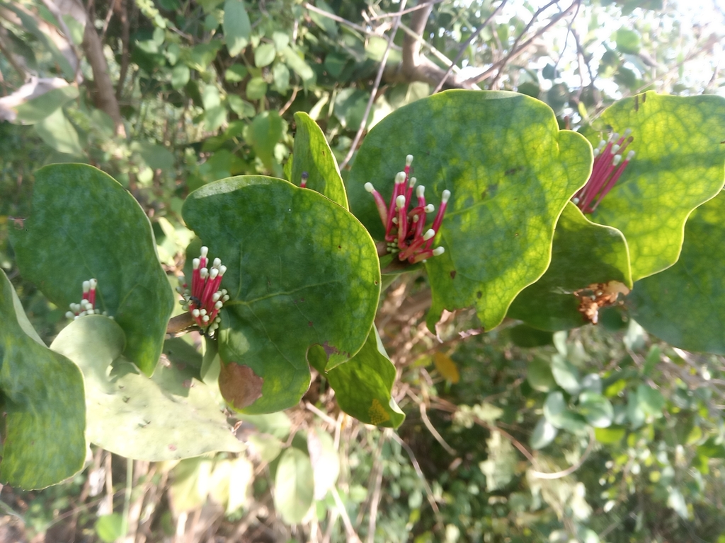 Tapinanthus cordifolius (Tapinanthus cordifolius)