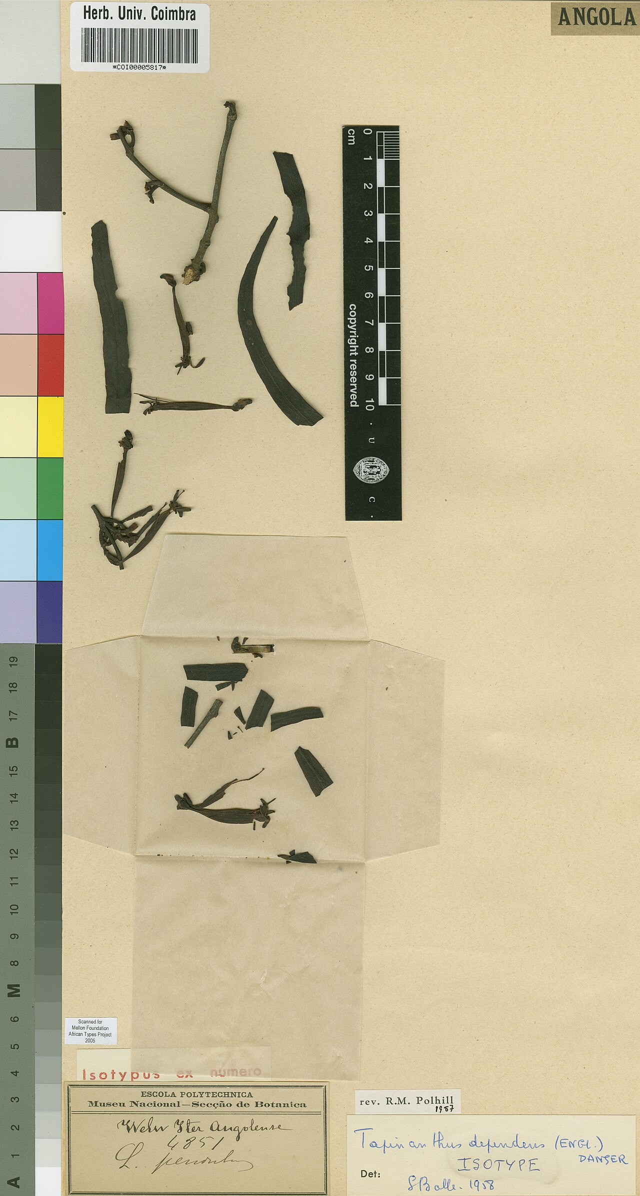 Tapinanthus dependens: Photograph of Isotype of Tapinanthus dependens at Herbarium of the University of Coimbra, Portugal (COI). Specimen COI00005817. http://coicatalogue.uc.pt/specim