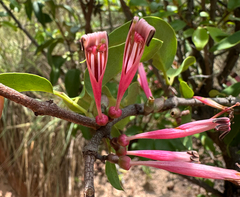 Tapinanthus forbesii (Tapinanthus forbesii)