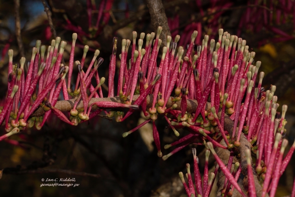 Tapinanthus forbesii (Tapinanthus forbesii)