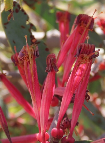 Tapinanthus oleifolius (Tapinanthus oleifolius)