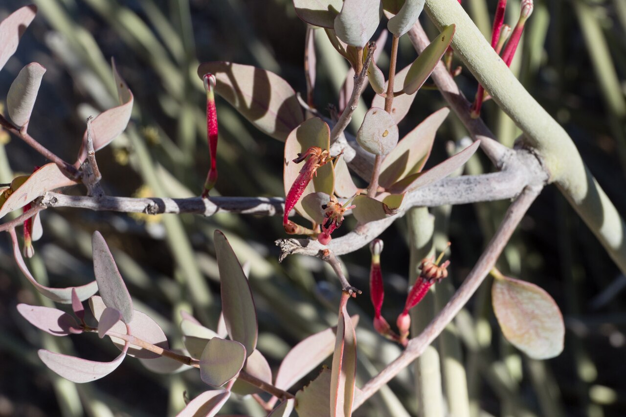 Tapinanthus oleifolius: Tapinanthus oleifolius -1283