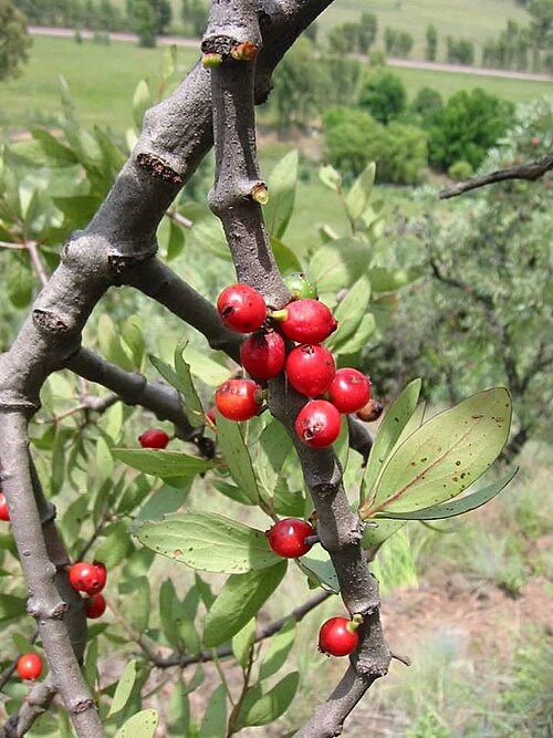 Tapinanthus oleifolius: Tapinanthus oleifolius (J.C.Wendl.) Danser - Pretoria, South Africa