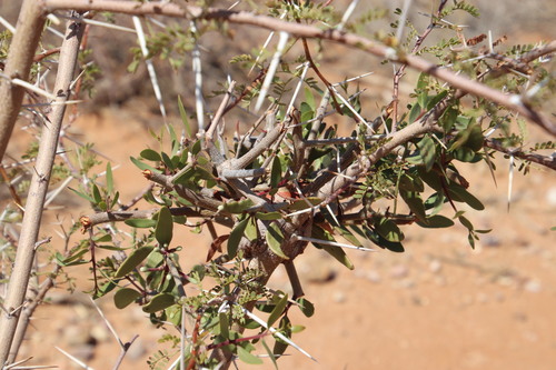 Tapinanthus oleifolius (Tapinanthus oleifolius)