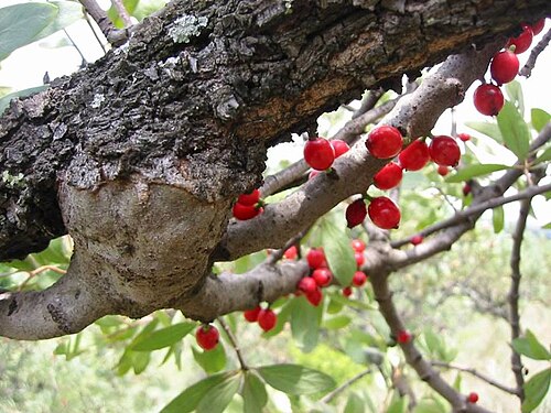 Tapinanthus oleifolius: Tapinanthus oleifolius (J.C.Wendl.) Danser - Pretoria, South Africa