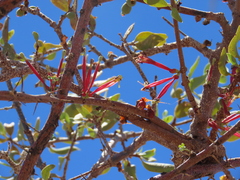 Tapinanthus oleifolius (Tapinanthus oleifolius)