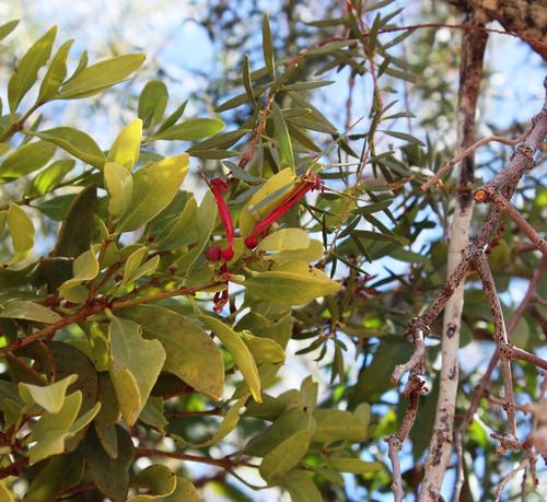 Tapinanthus oleifolius (Tapinanthus oleifolius)