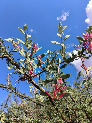 Tapinanthus oleifolius (Tapinanthus oleifolius)