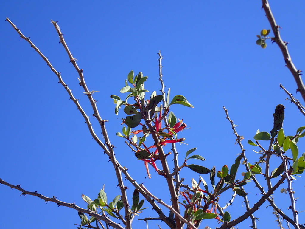Tapinanthus oleifolius (Tapinanthus oleifolius)