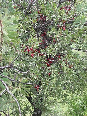 Tapinanthus oleifolius: Tapinanthus oleifolius (J.C.Wendl.) Danser - Pretoria, South Africa