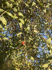 Tapinanthus quequensis (Tapinanthus quequensis)