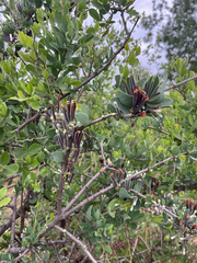 Tapinanthus quequensis (Tapinanthus quequensis)