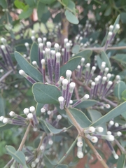 Tapinanthus quequensis (Tapinanthus quequensis)