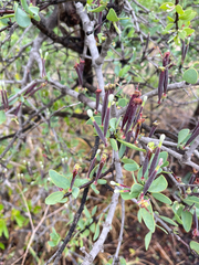 Tapinanthus quequensis (Tapinanthus quequensis)