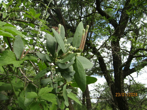 Tapinanthus quequensis (Tapinanthus quequensis)