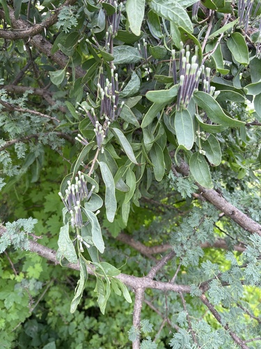 Tapinanthus quequensis (Tapinanthus quequensis)