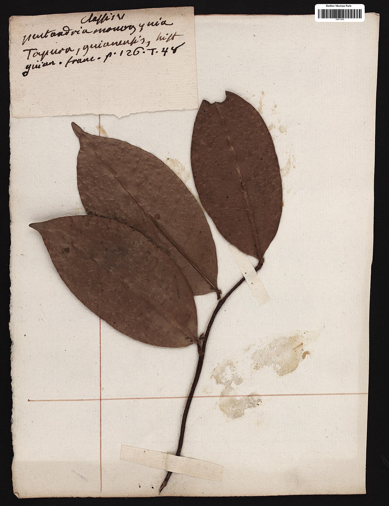 Tapura guianensis: Tapura guianensis Aubl. - herbier collecté par Aublet en Guyane, conservé au MNHN P-P00777925