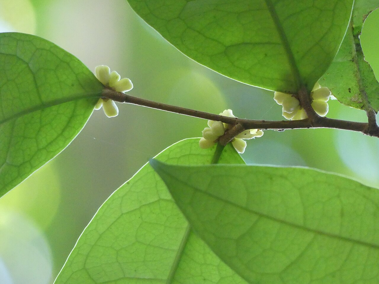 Tapura guianensis: Tapura guianensis in French Guiana