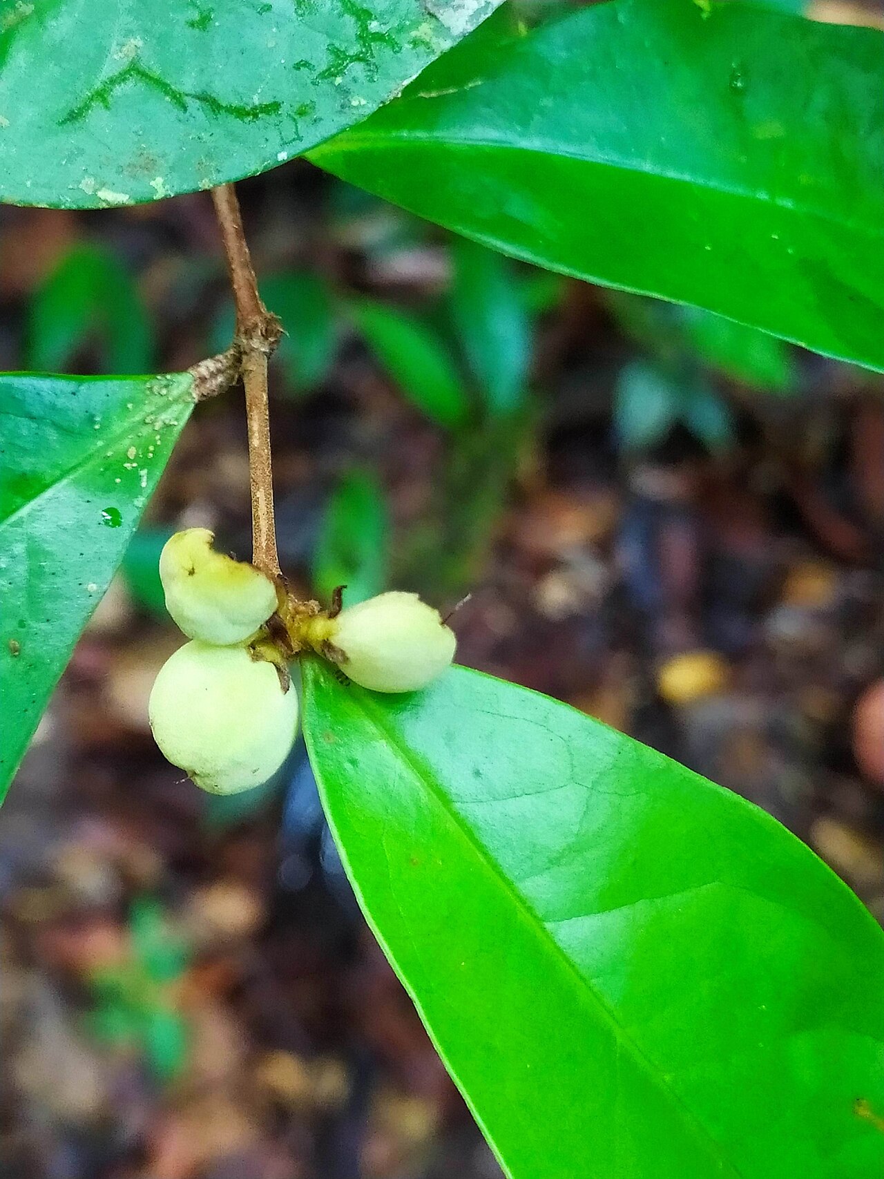 Tapura guianensis: Tapura guianensis in French Guiana