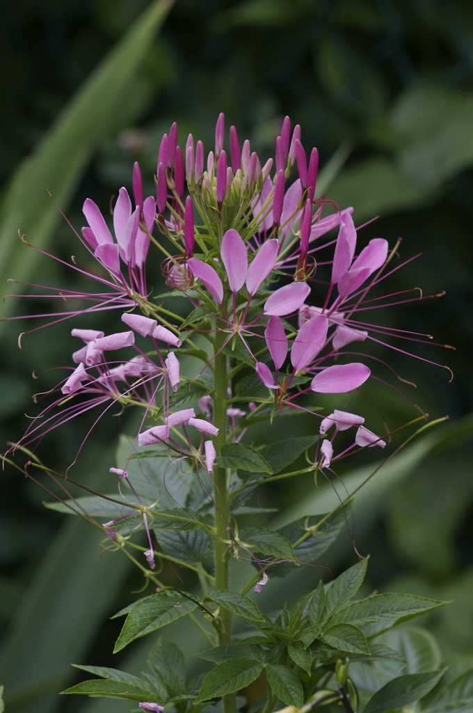 Pink queen: This is a cleome growing in my garden in Toronto. Identified as Cleome hassleriana by leaves with five leaflets.