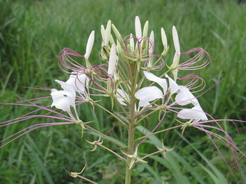 Tarenaya longicarpa (Tarenaya longicarpa)